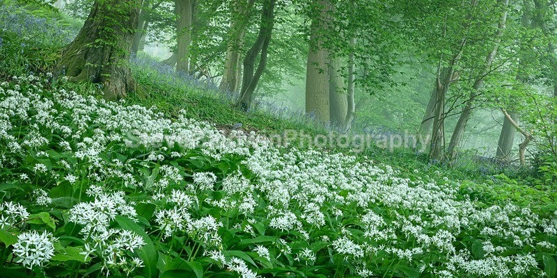 Wild Garlic and Bluebells: 294E - Waterford Flower Festival 2025