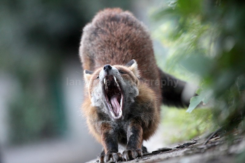 Urban red fox yawning in Bristol_0934 - Urban Foxes, Bristol, Great Britain