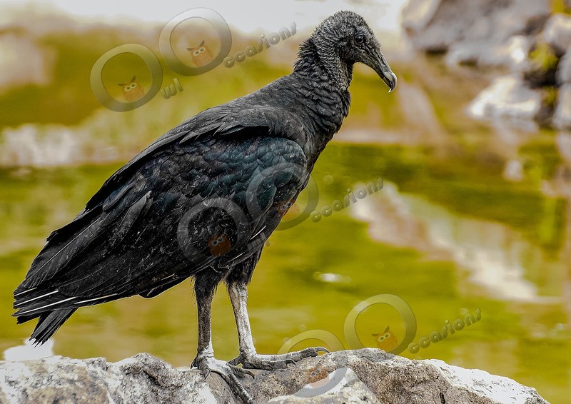 black vulture Coragyps atratus-9031 - BoP from around the world