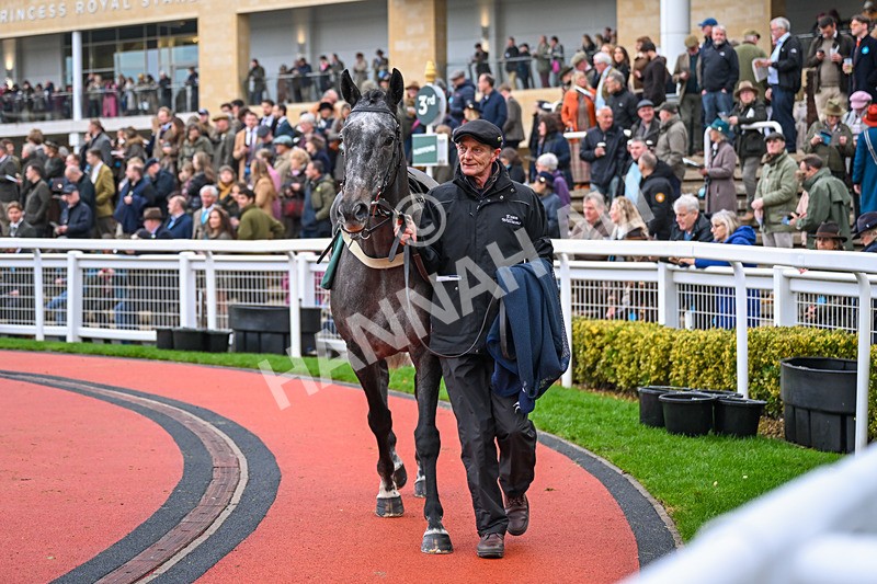151125-Race 5-Patriotik-3547 - Race 5