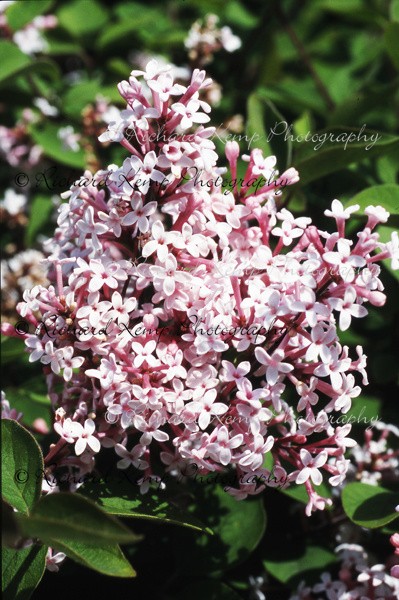 Syringa Meyerii 'Superba' - Plants