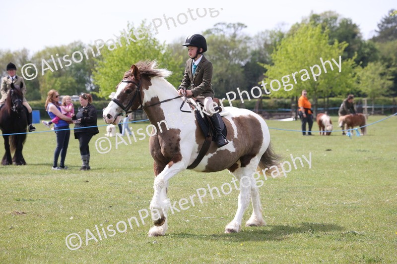 20260426-4414 - Class 34 - Best Riding Horse Over 14.2hh