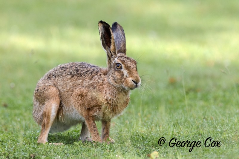 Brown Hare