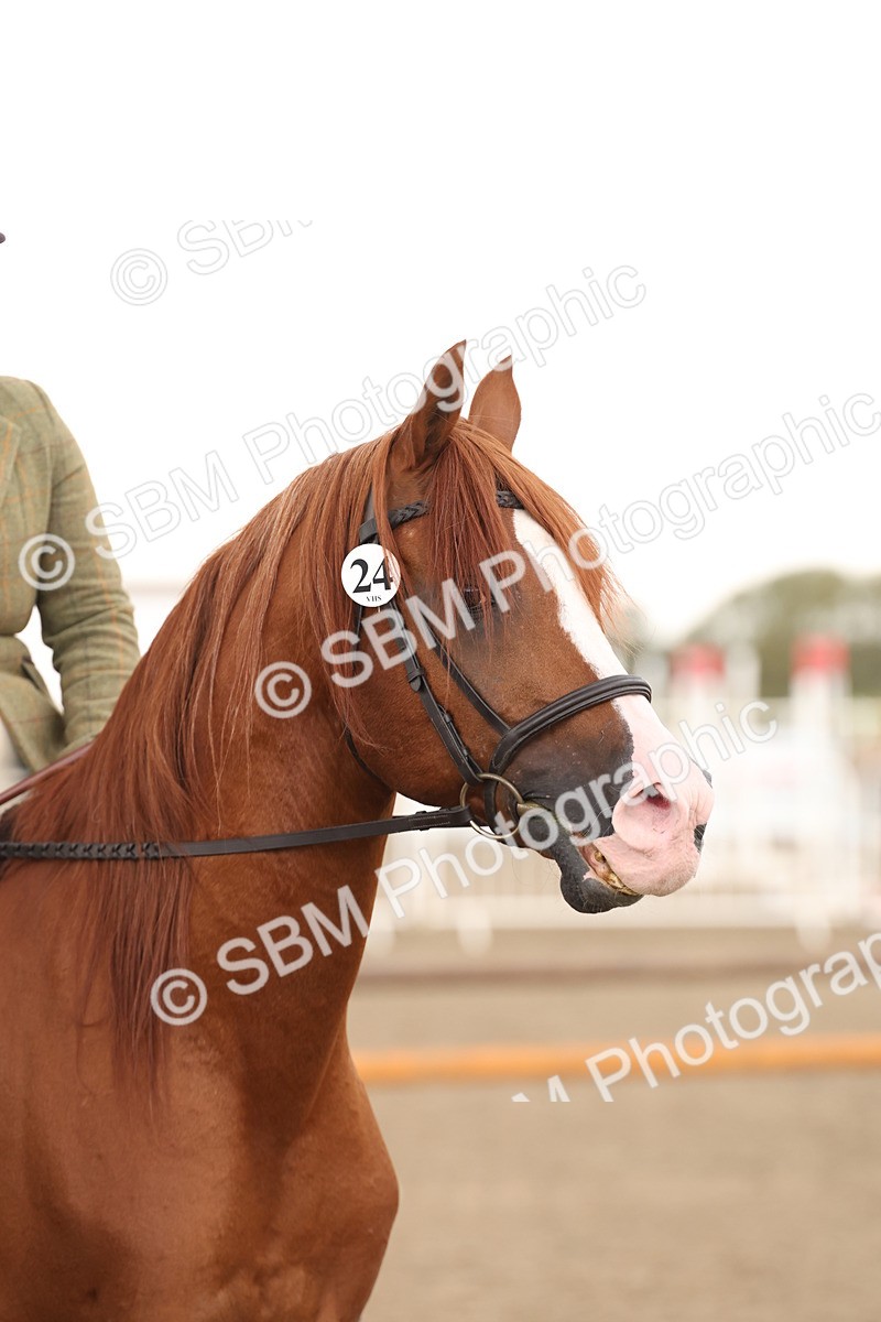 SBM_07580 - Class 59b -  Style & Performance - 80cm (20+)