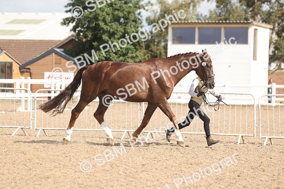 SBM_06844 - Class 25 - IH Foreign Breeds - Purebred
