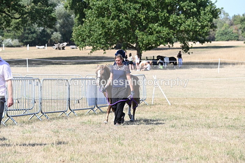 WJ6_9473 - Class 40 Cheekiest Pony/Horse