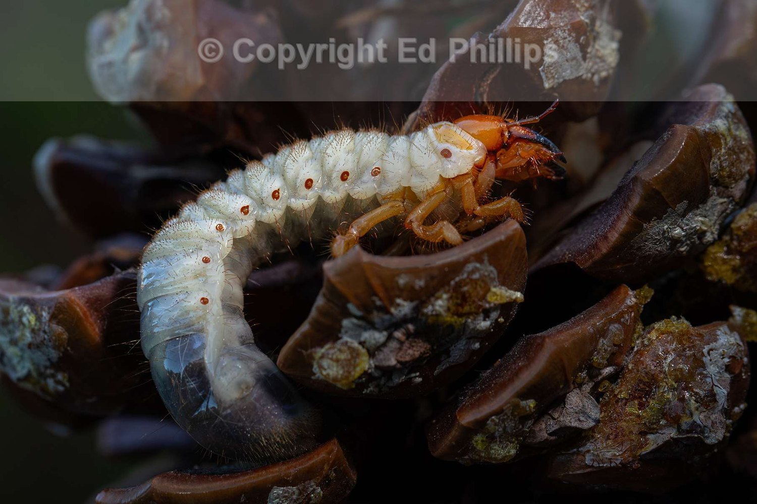 Chafer Beetle Larva