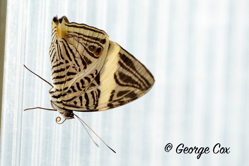 Zebra Mosaic Butterfly - Colobura dirce