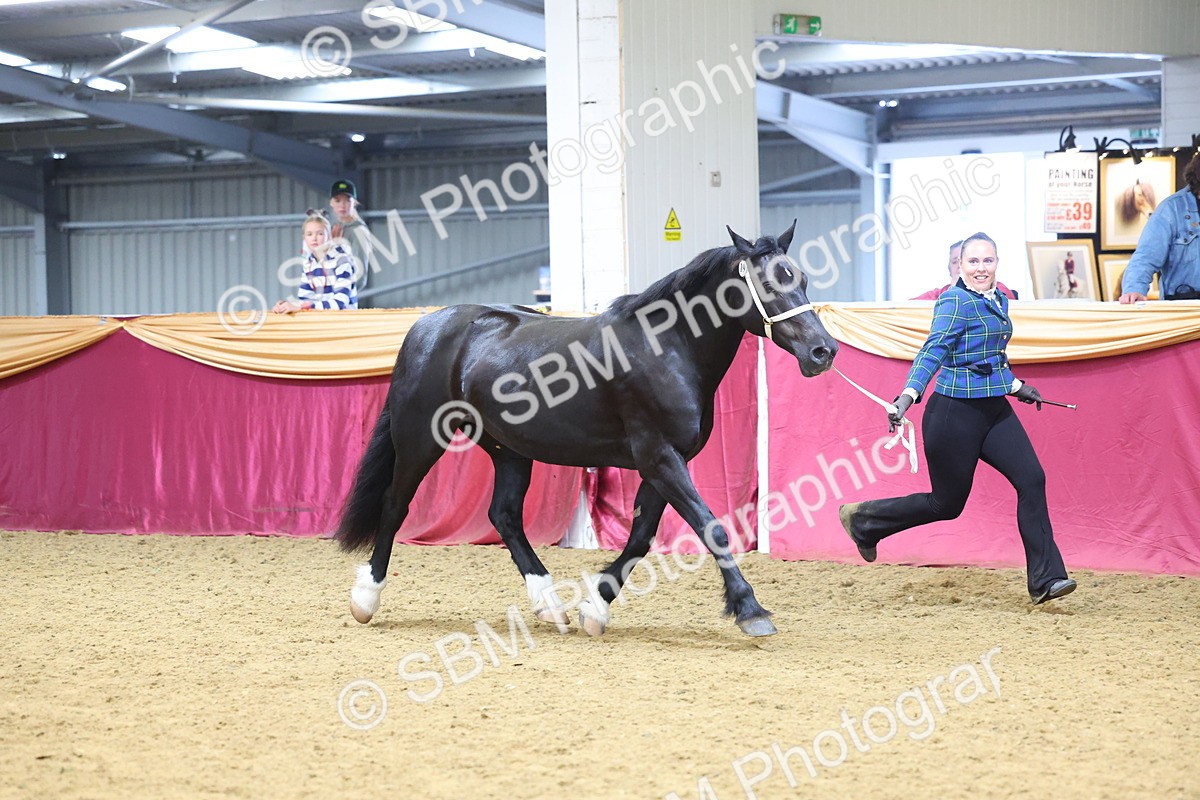 SBM_22768 - Class 903 - Supreme Final - IH Pre Vet