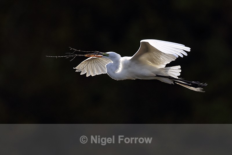 Great Egret flying, dark background - Venice Rookery, Florida - Great Egret