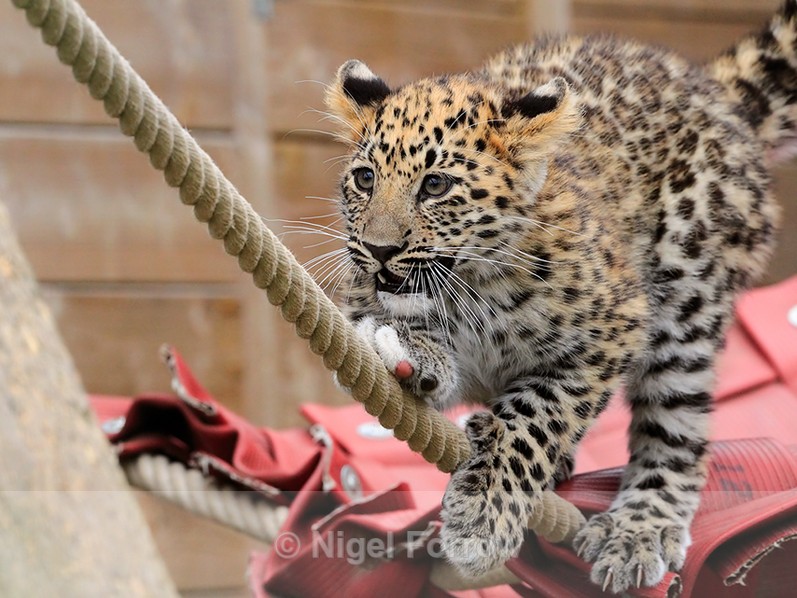 Amur Leopard cub balancing on a rope at the Big Cat Sanctuary - Leopard