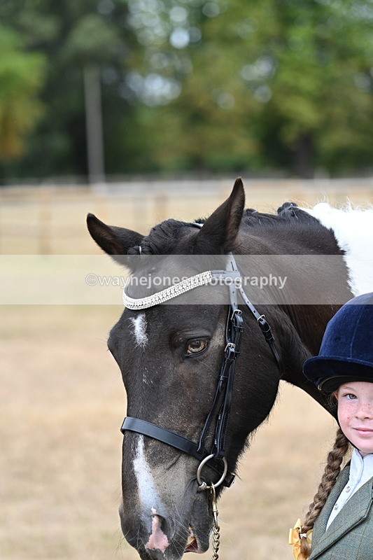 WJ7_9706 - Class 5 Most Handsome Gelding (up to 14.2hh)