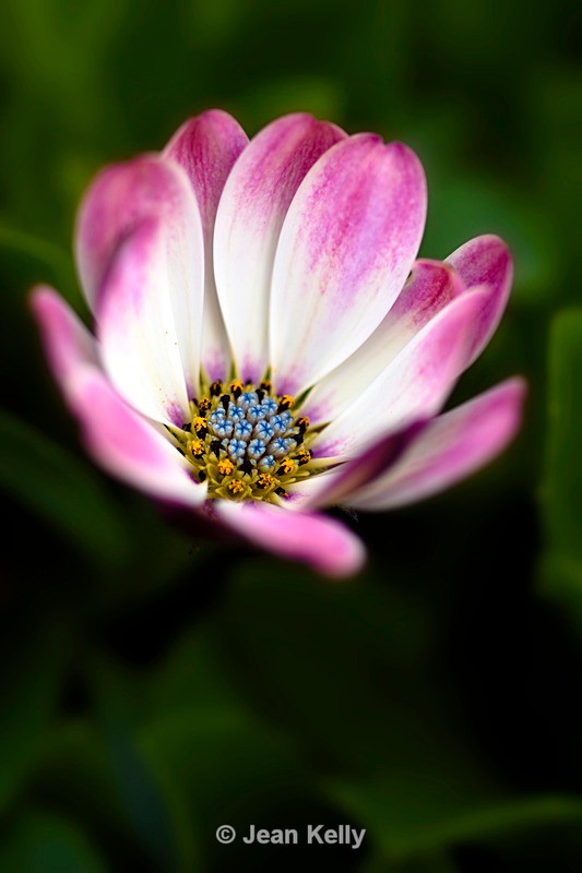 African Daisy - 3140_00001 - Purple