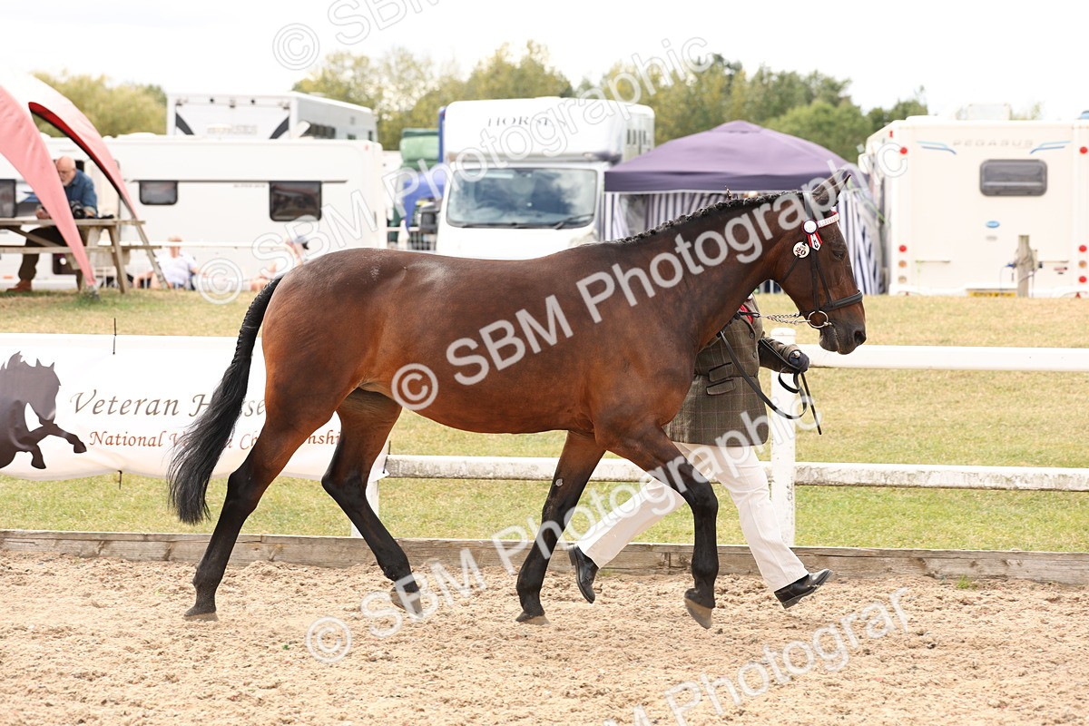 SBM_14676 - Class 208 - IH Veteran Horse
