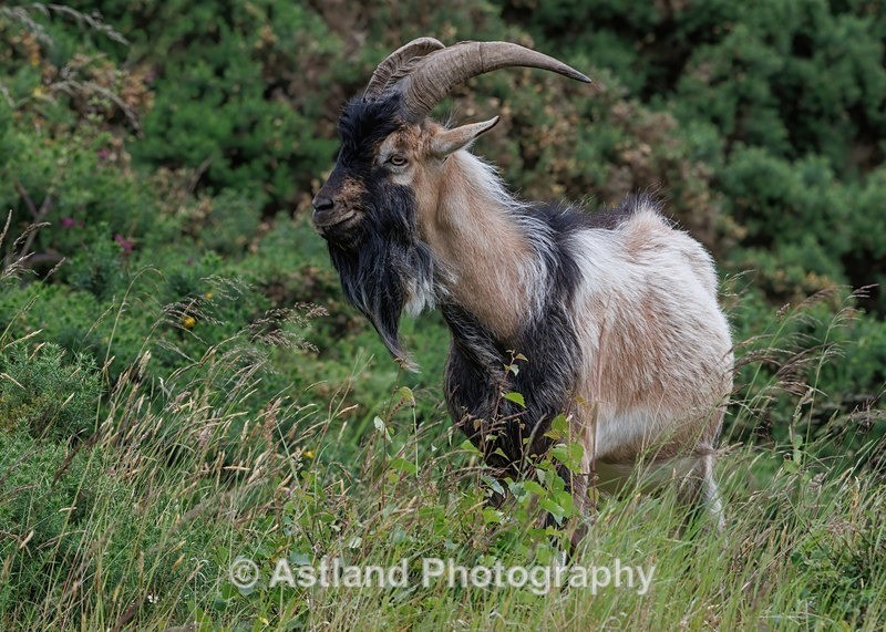 Mountain Goat - Latest Images