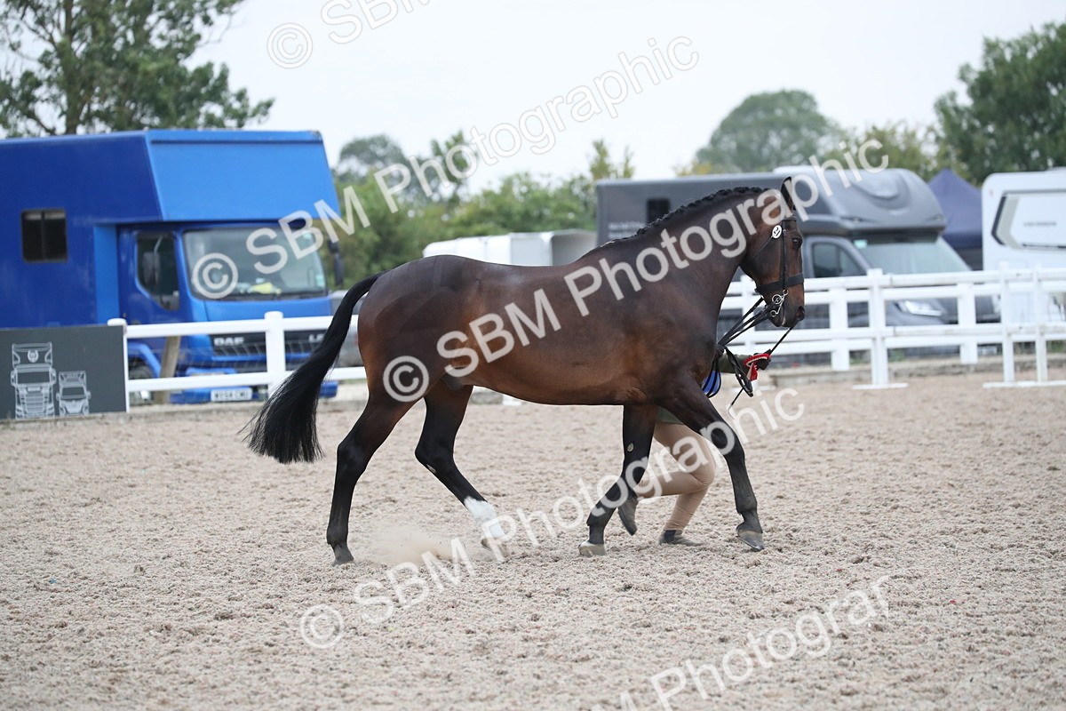 SBM_18429 - Class 318 IH Part bred Horse/Pony