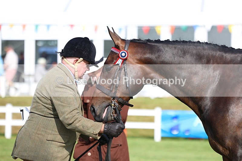 3E7A8331 - Class 2: Rising Star Large Hack/Riding Horse