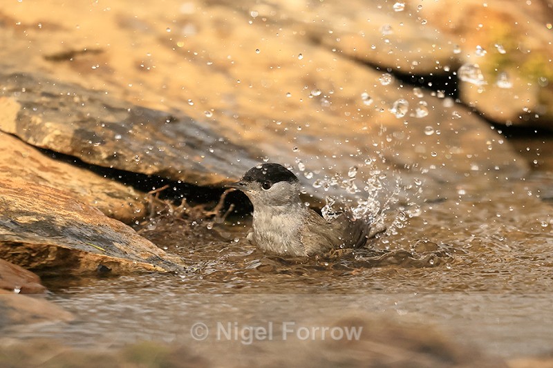 Blackcap (male) splashing in pool, Claret, Spain - Eurasian Blackcap
