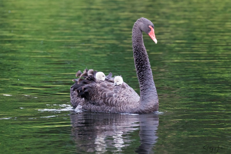 Black Swan Family 2