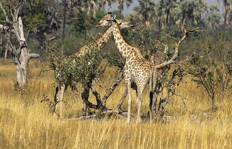Just saying hello - Botswana Wildlife