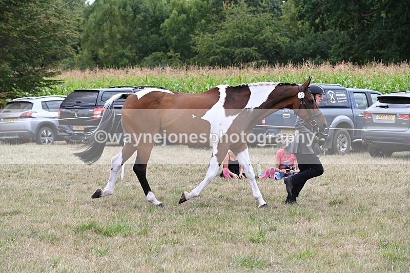 WJ6_6091 - Class 19 In-hand Veterans (Uploaded correct folder)