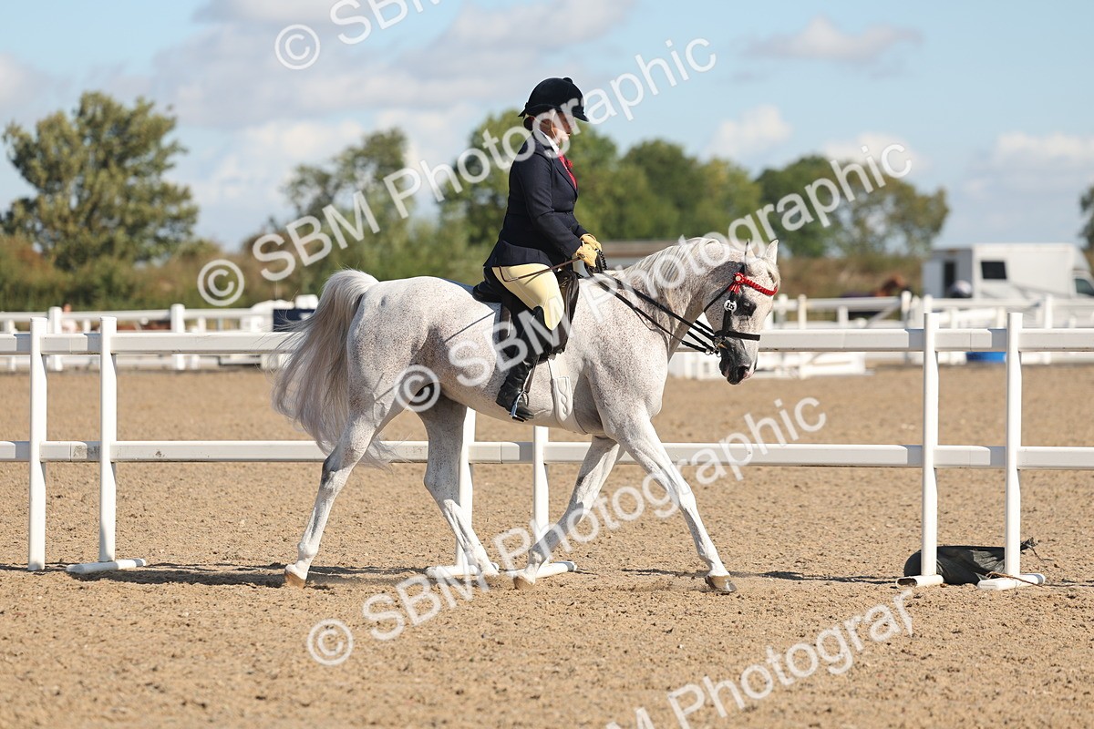 SBM_13015 - Class 305 - Ridden Foreign Breed Pure Bred