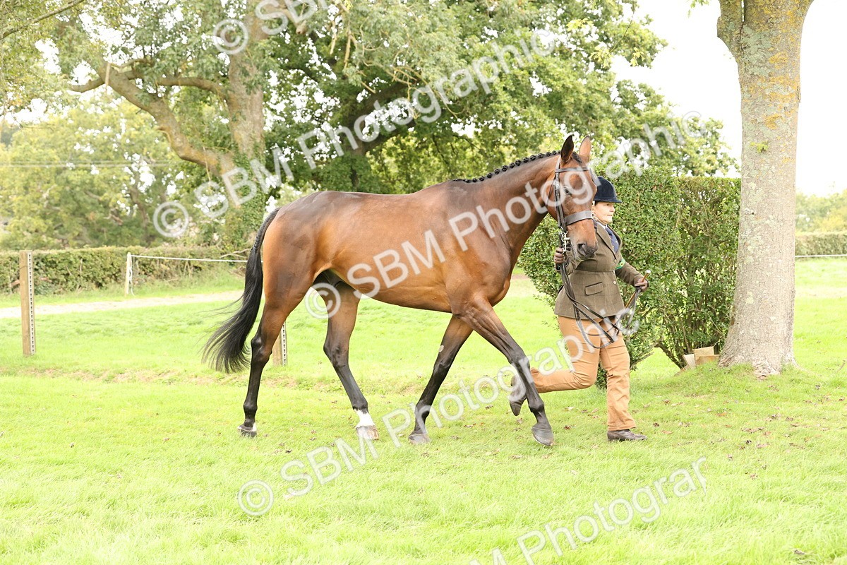 SBM_60832 - In Hand Horse Supreme Championship