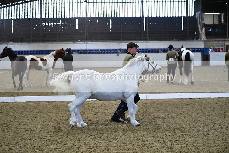 WJ5_3656 - Class 5 In Hand Veterans