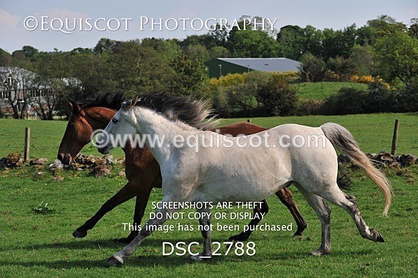 DSC_2788 - ARCHIVE REQUEST - Quincy and Guinness