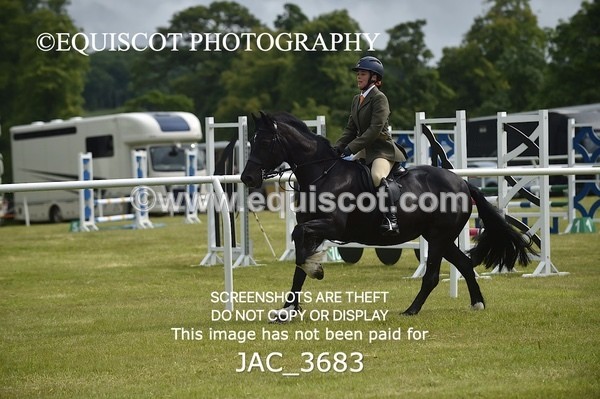 JAC_3683 - 75CM WORKING HUNTER