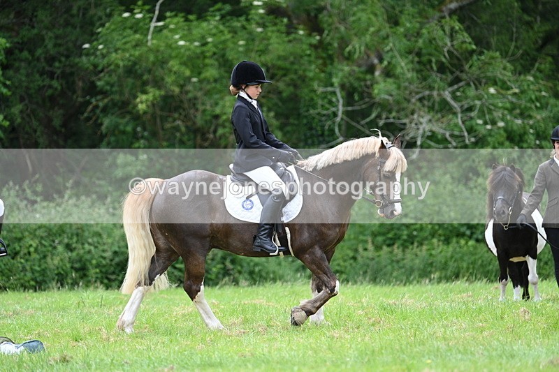 WJ7_4179 - Class 14A Handsome Gelding