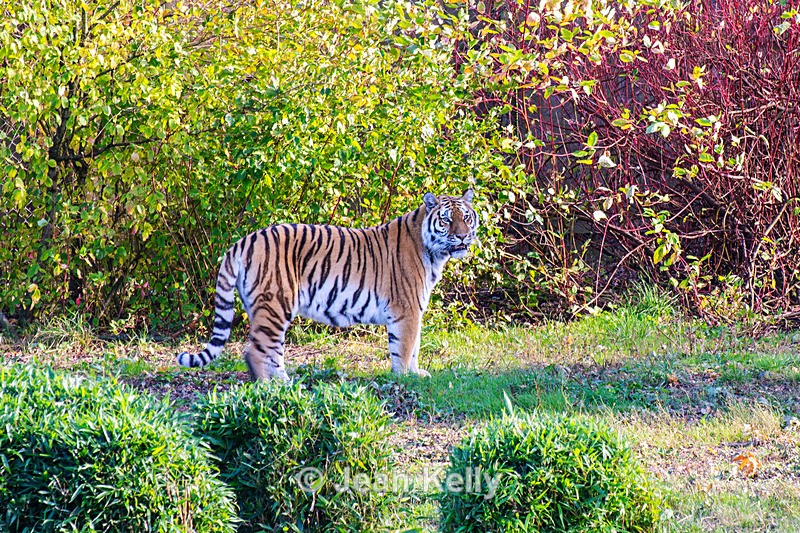 Amur Tiger - DSC_0967 - Cats