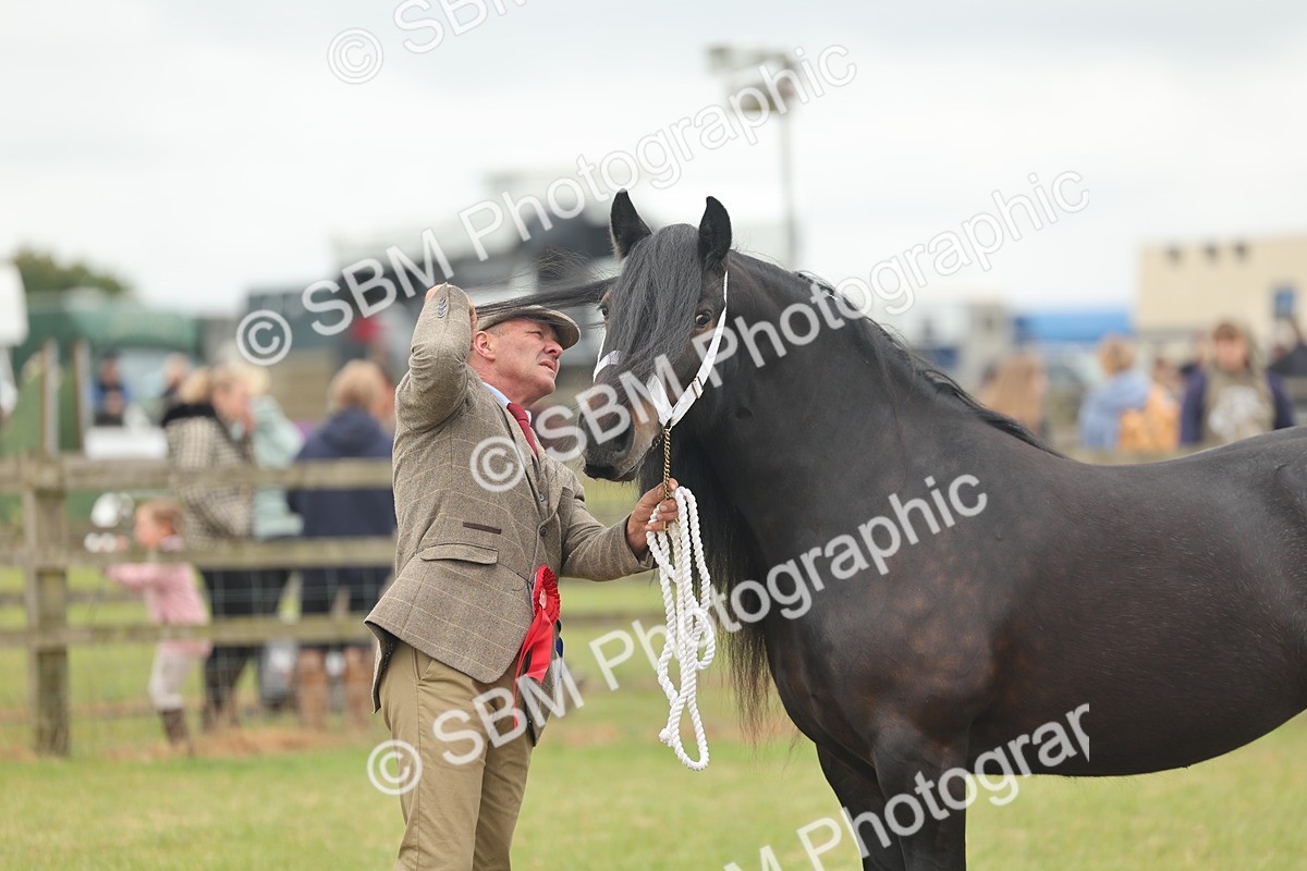 SBM_05083 - Class 50-57 - M&M Welsh Pony In Hand