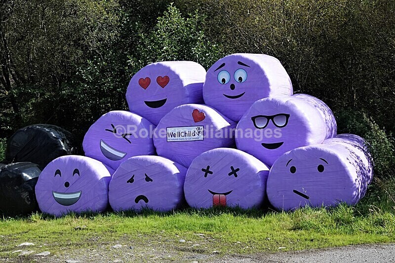 DSC07860 - SEPT 2020 STAYCATION