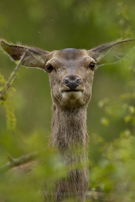 Red Deer, Isle of Mull - ISLE OF MULL WILDLIFE, Wildlife images from the Inner Hebrides