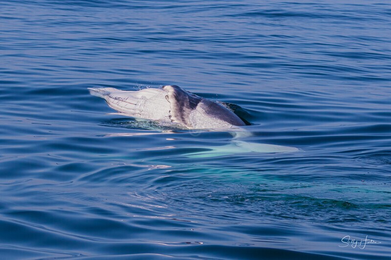 0A3A7725 Baby Wave 4 - Humpback Whales