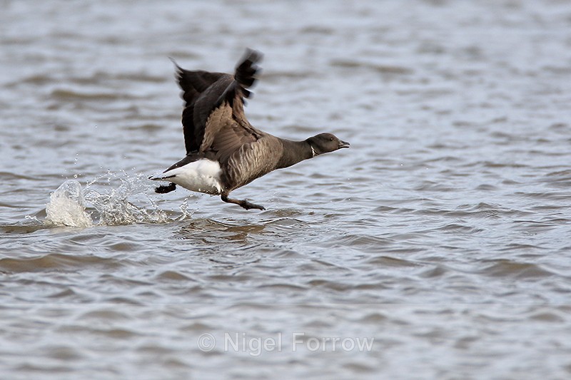 Brent Goose takes off, Arne RSPB, Dorset - Brent Goose