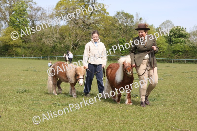 20260426-3138 - Class 26 - Shetland Ponies and Minitures