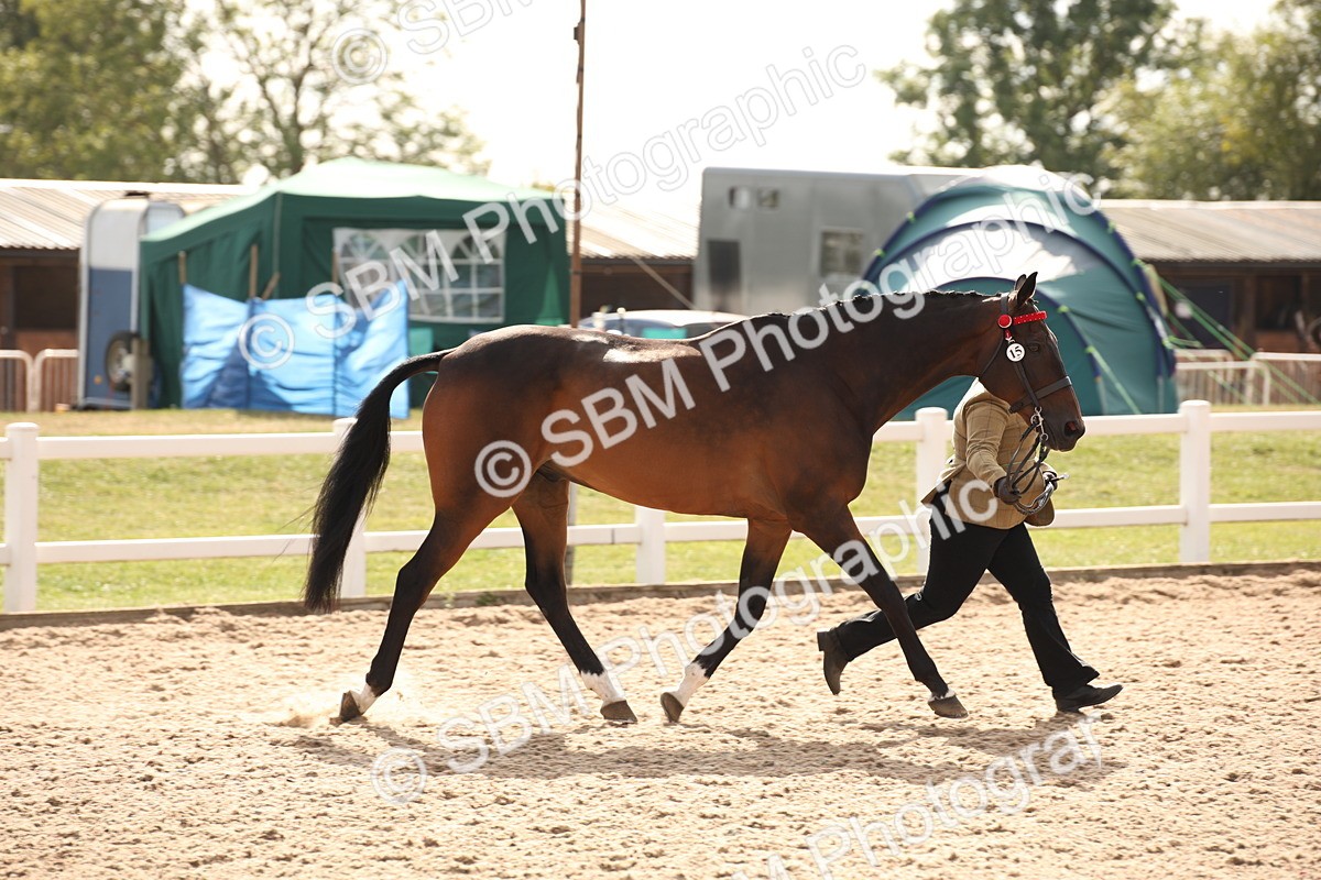 SBM_08141 - Class 27 - IH Competition Horse-Pony