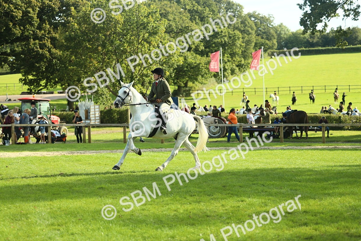SBM_50546 - S33 - Working Hunter & Working Show Horse