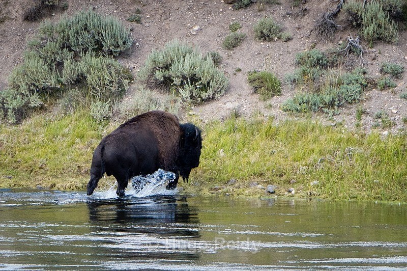  - Yellowstone