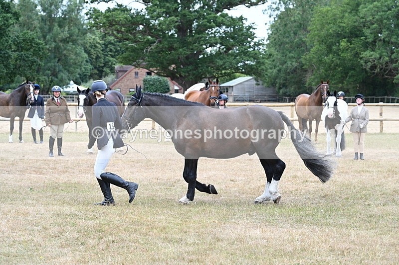 WJ7_0110 - Class 5a Most Handsome Gelding (above 14.2hh)