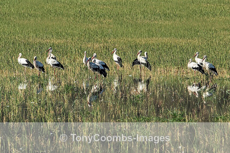 White Storks - Spain  2016