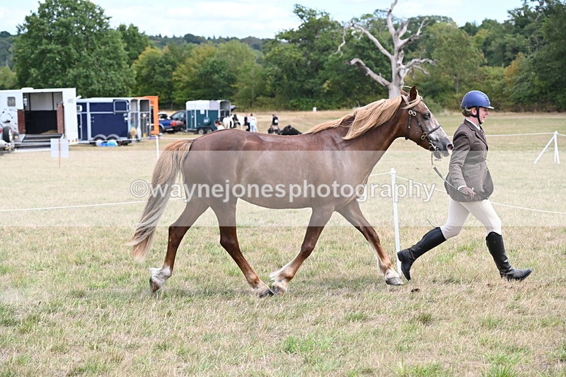 WJ6_5919 - Class 19 In-hand Veterans (Uploaded correct folder)