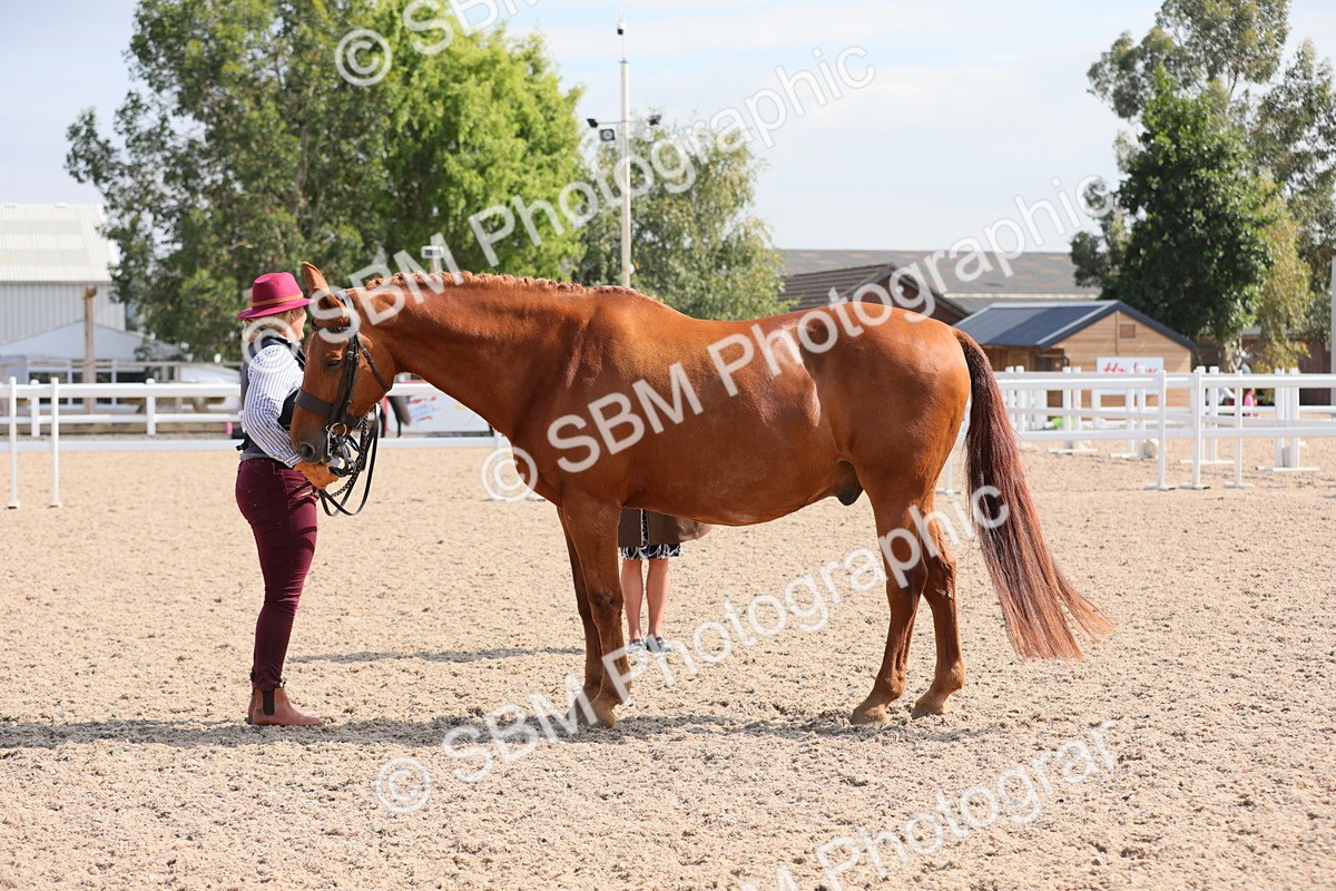 SBM_15777 - Class 312 IH Competition Horse/Pony