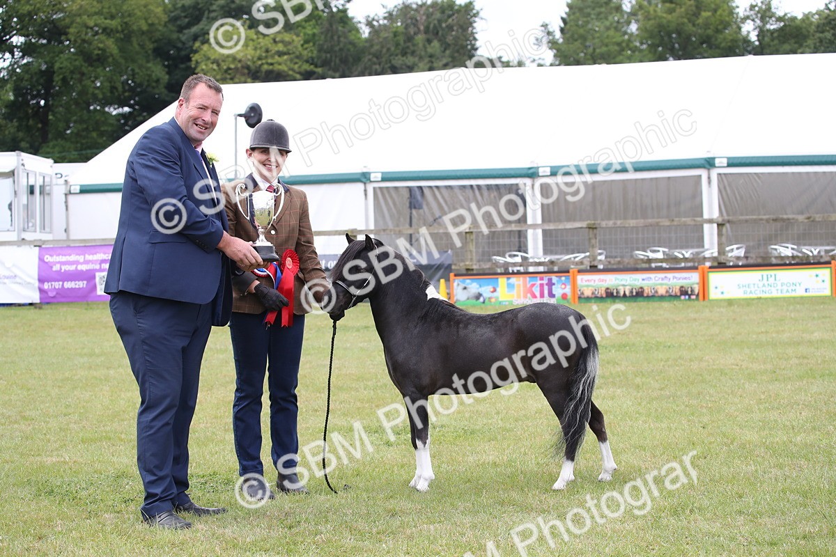 SBM_03557 - Class 23-25 - British Miniature Horse of the Year