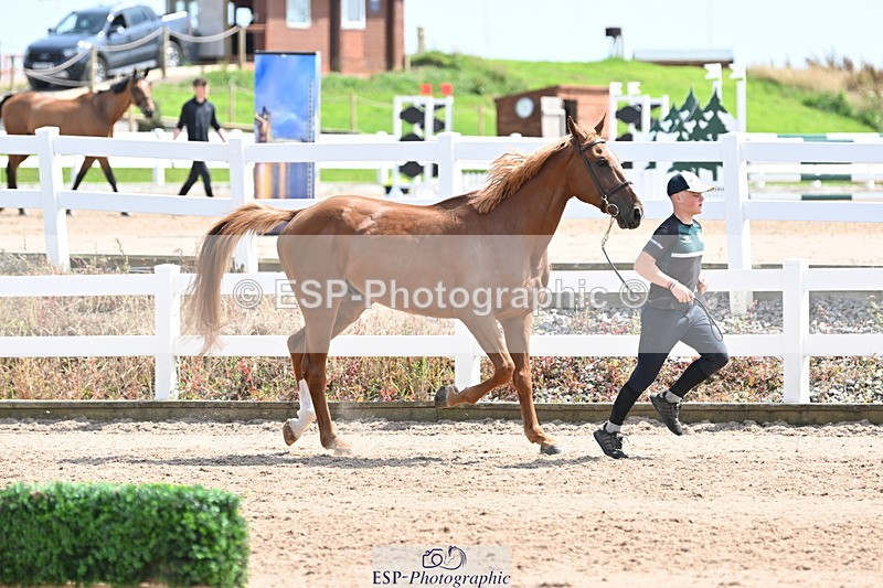 240717A-145858-02397 - Trot Up 2pm to 3pm - This folder is not in time order