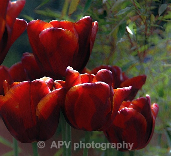  - Petals and Leaves