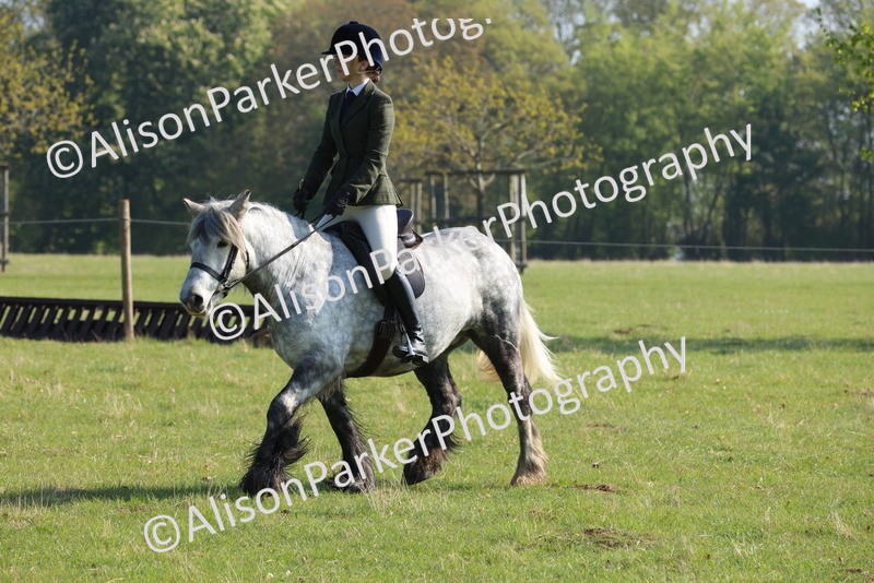 20250427-0549 - Class 17 - Novice Showing