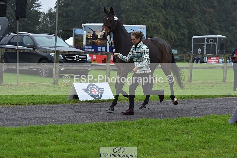 231018-115736-00004 - 001-HAZY.DREAM-Danielle.Dunn-TrotUp